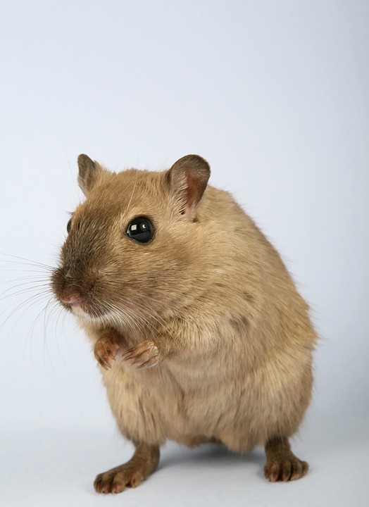 Cheeks the Hamster: Small in Size, Big in Personality