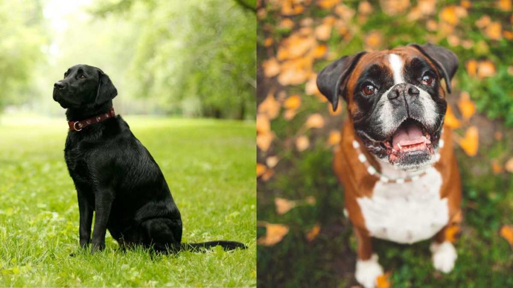 Black Lab Vs Boxer