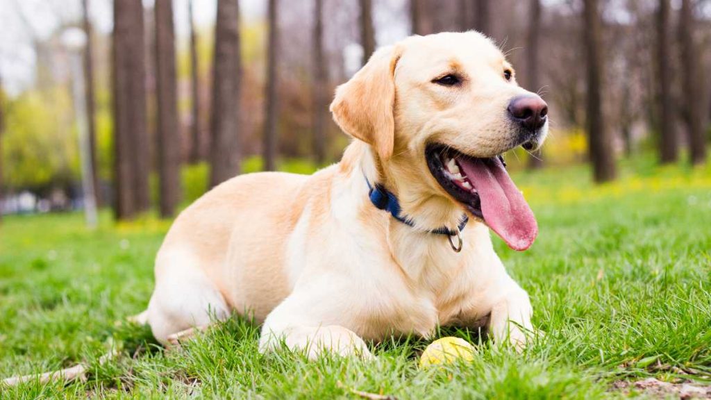 Male Labrador Vs. Female Labrador