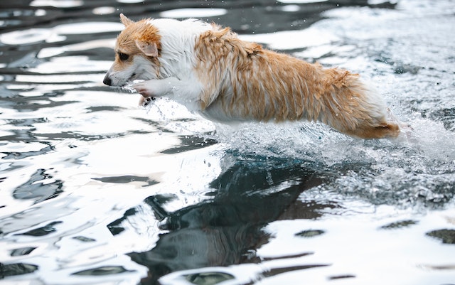 Effective Ways To Trick Your Dog Into Drinking Water - Flavored Dog Water Recipes [2023]