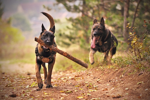 Large Dog Breeds With Low Shedding