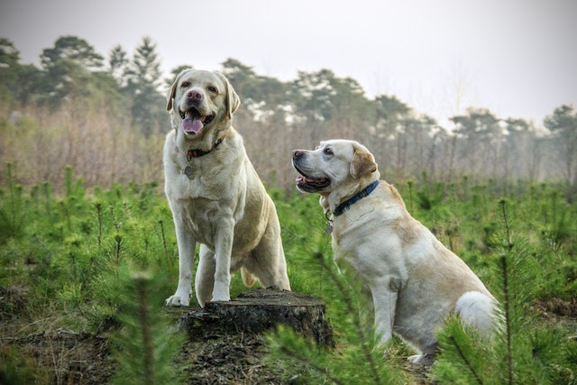 Male Labrador Vs. Female Labrador