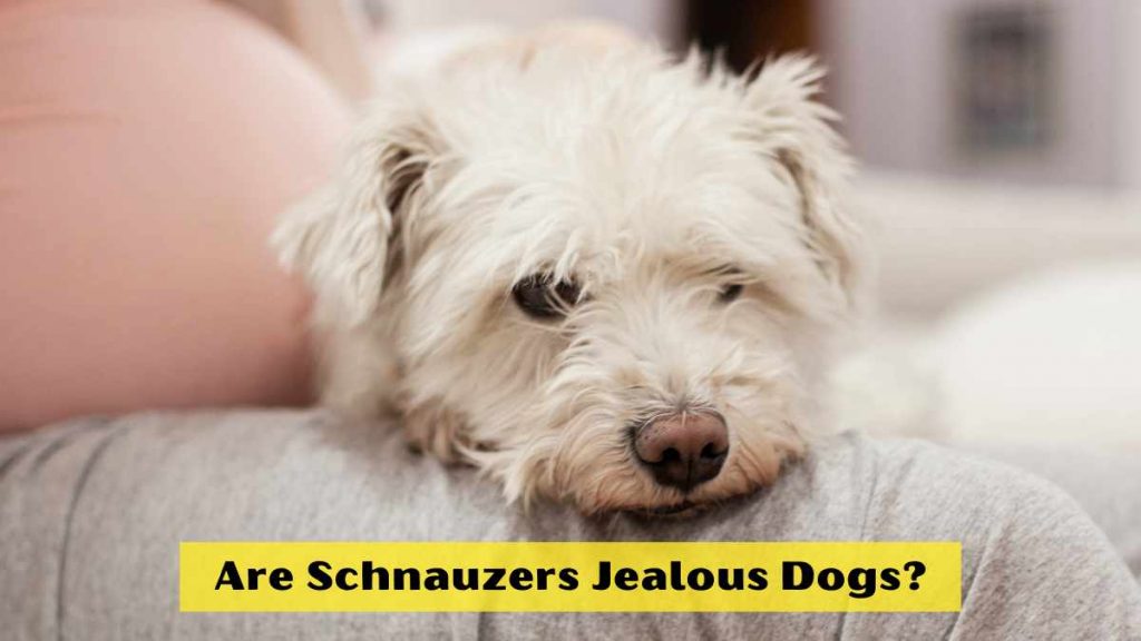 Are Schnauzers Jealous Dogs