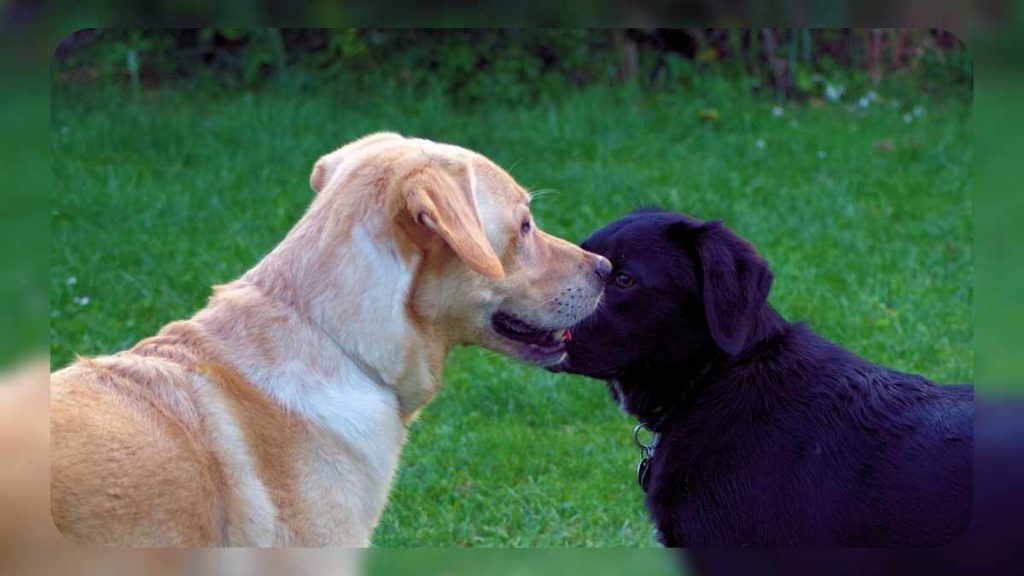 Black Lab Vs. Yellow Lab: Which Breed Suits Your Lifestyle and Family