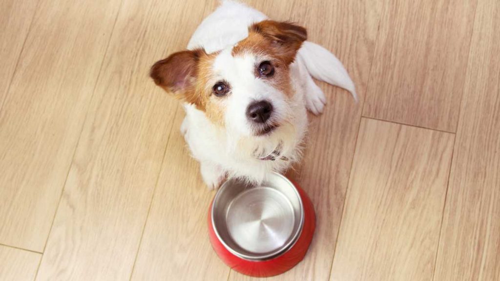 Low Protein Dog Food