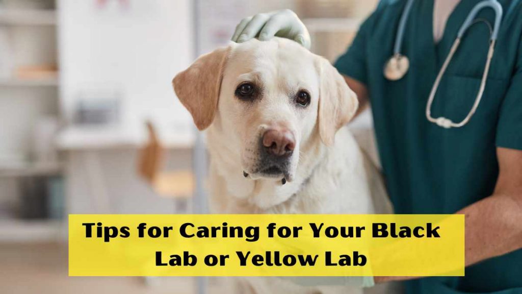 Tips for Caring for Your Black Lab or Yellow Lab