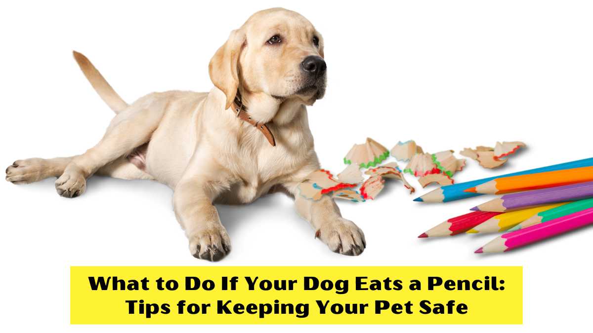 What to Do If Your Dog Eats a Pencil: Tips for Keeping Your Pet Safe