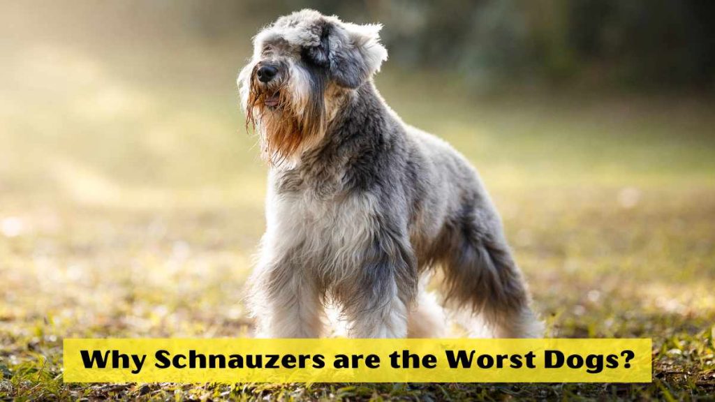 Why Schnauzers are the Worst Dogs