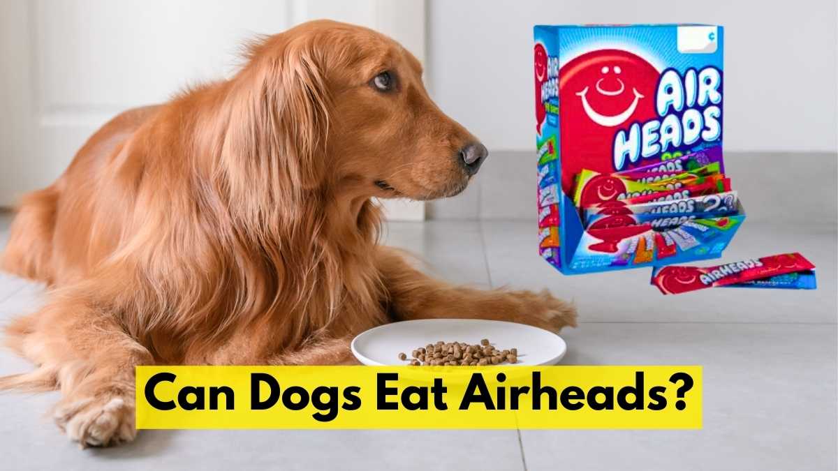 Can Dogs Eat Airheads