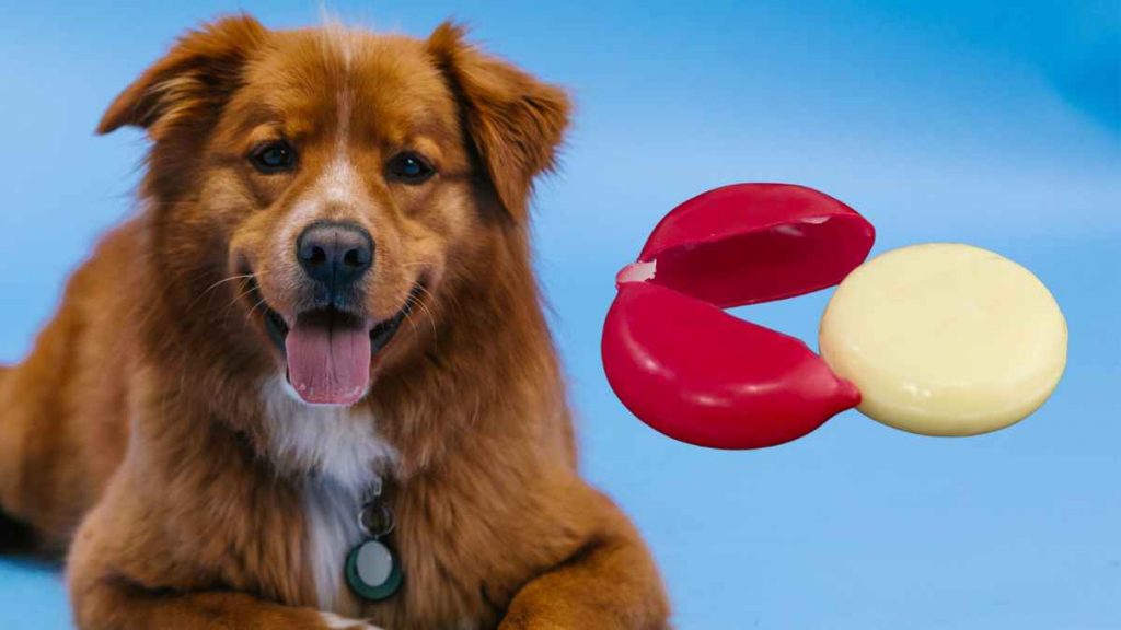 Can Dogs Eat Babybel Cheese