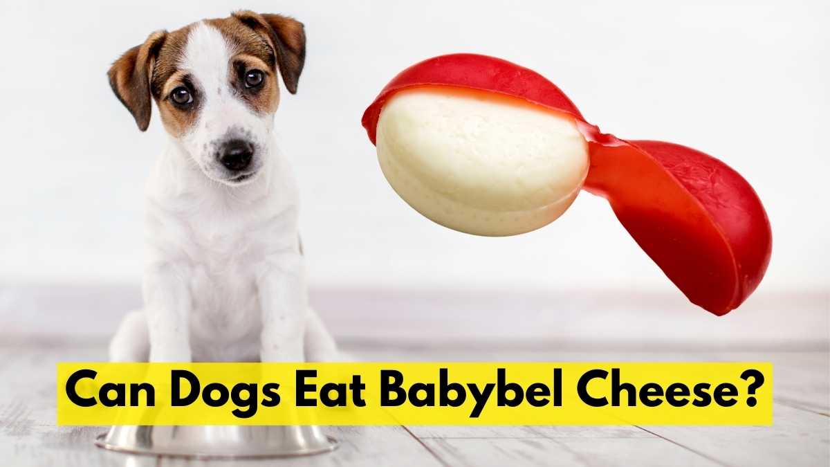 Can Dogs Eat Babybel Cheese