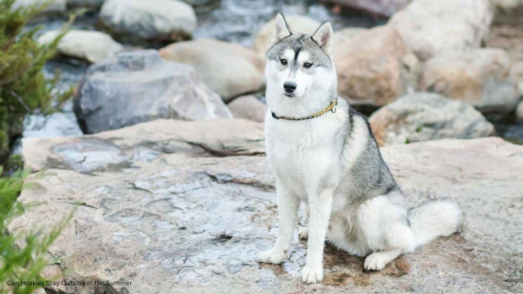 Can Huskies Stay Outside in the Summer