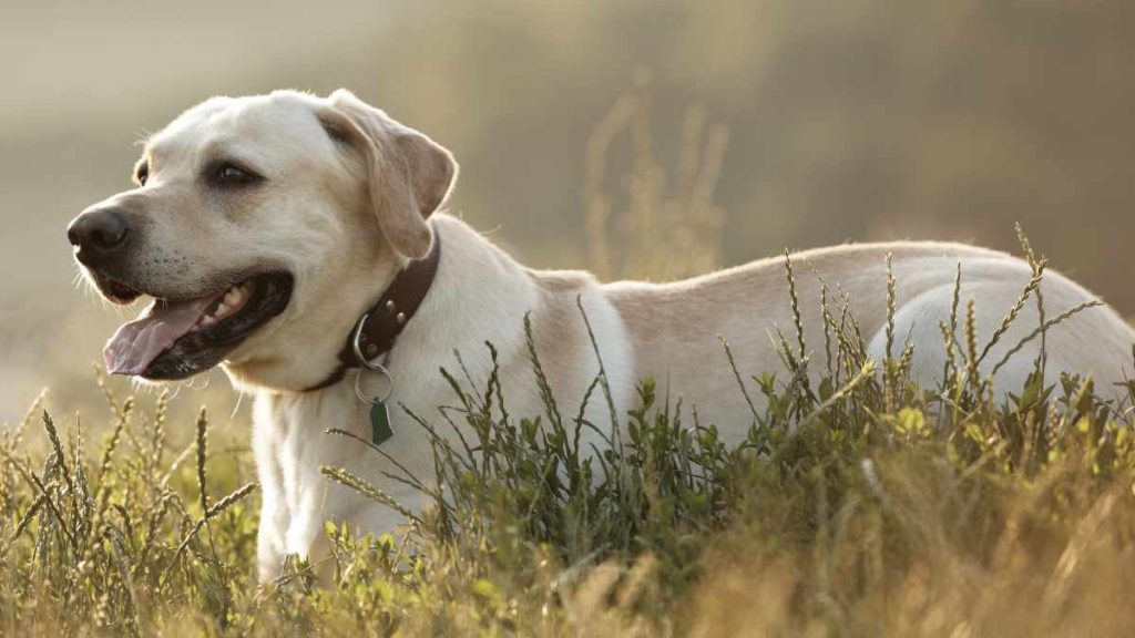 Champagne Lab vs Yellow Lab