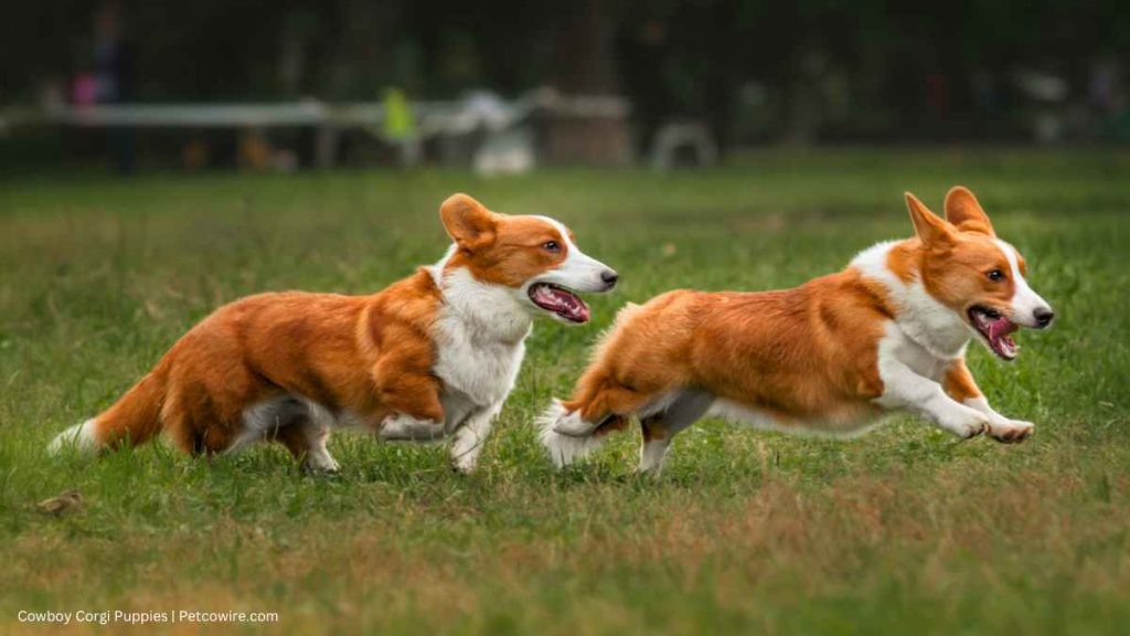 Cowboy Corgi Puppies