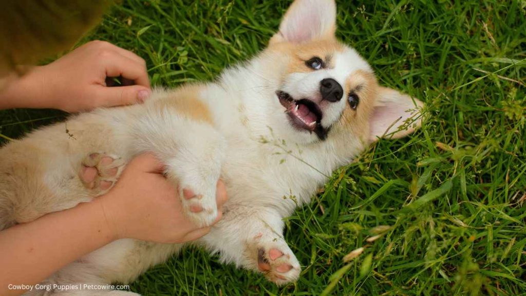 Cowboy Corgi Puppies