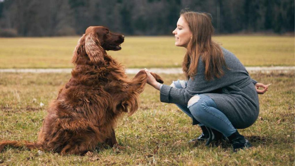 Bubble Theory Dog Training