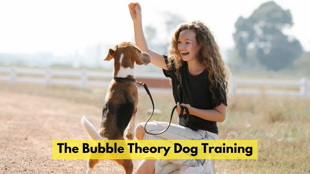 Bubble Theory Dog Training