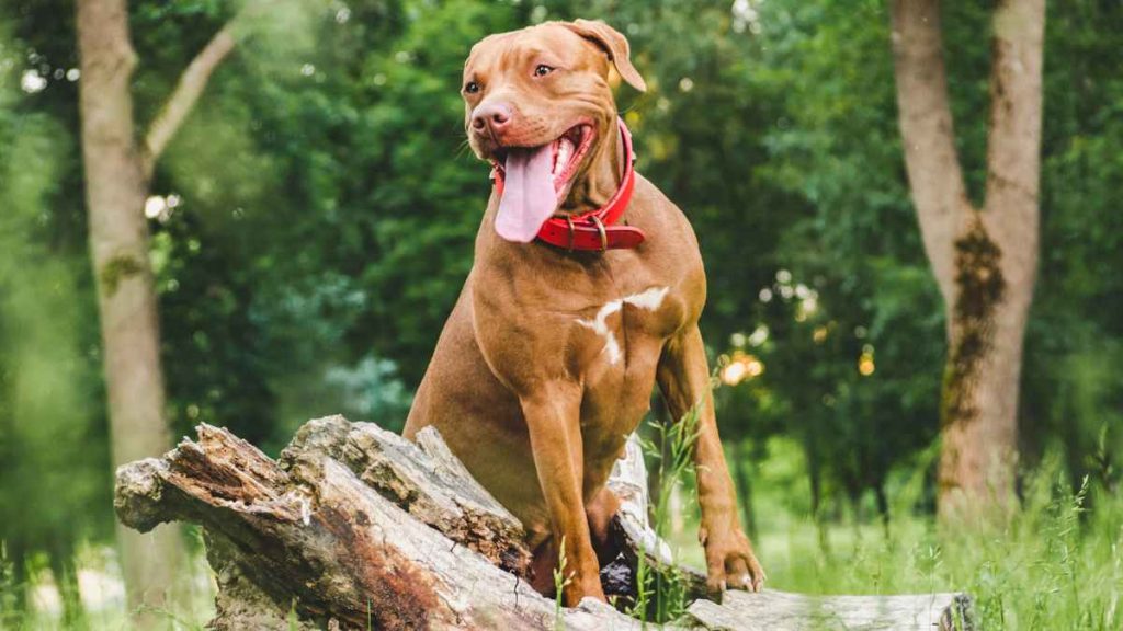 Top 10 Pitbull Bloodlines