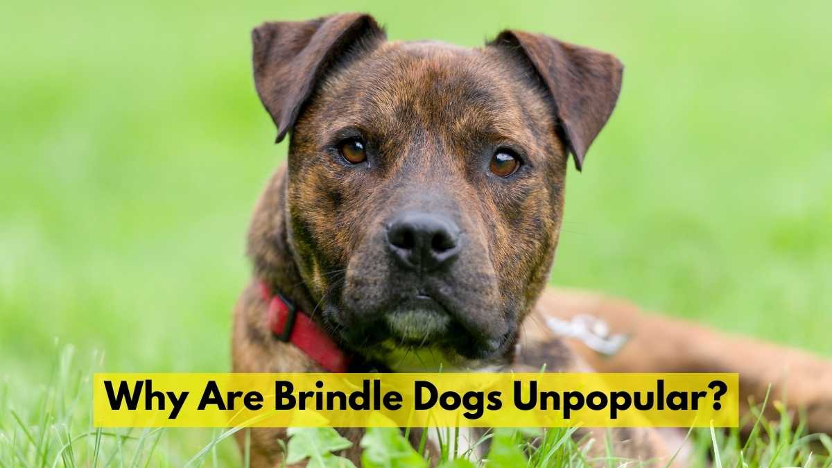 Why Are Brindle Dogs Unpopular