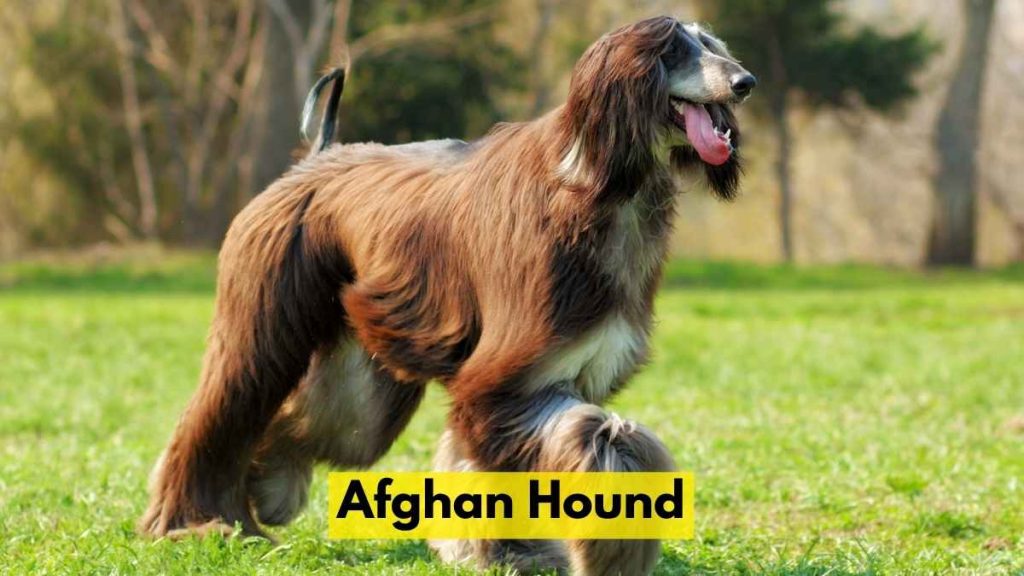 Afghan Hound