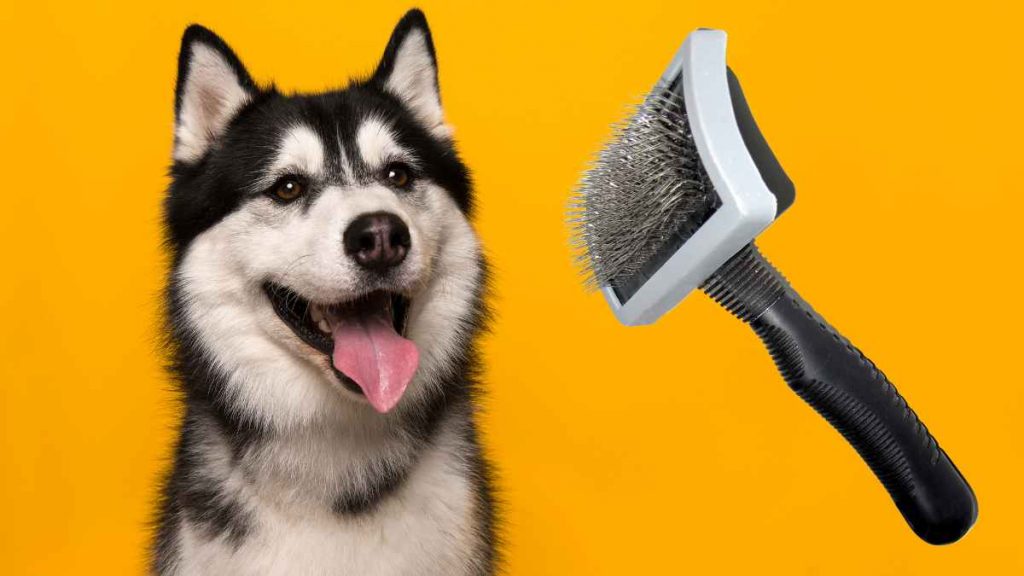 Best Dog Brushes for Huskies