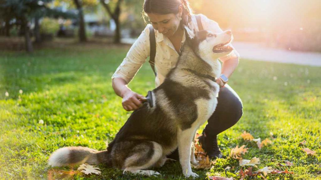 Best Dog Brushes for Huskies