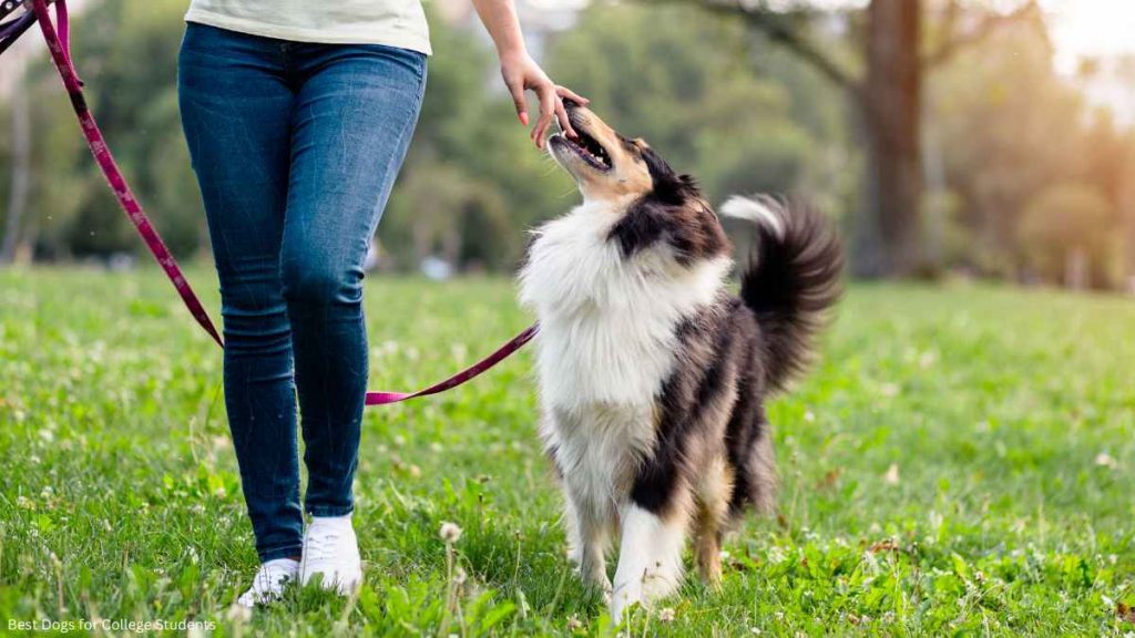 Best Dogs for College Students