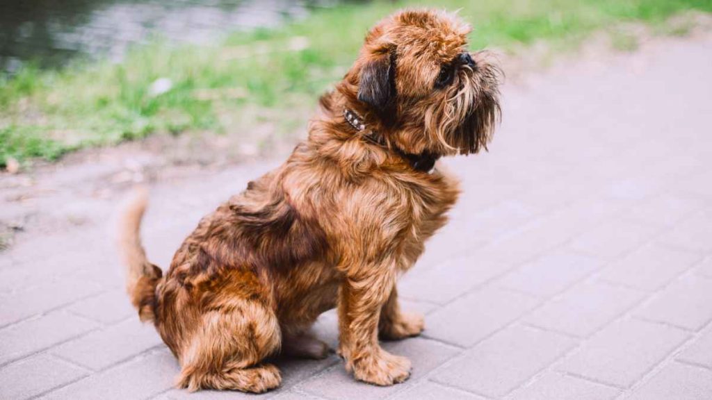 Brussels Griffon Puppies