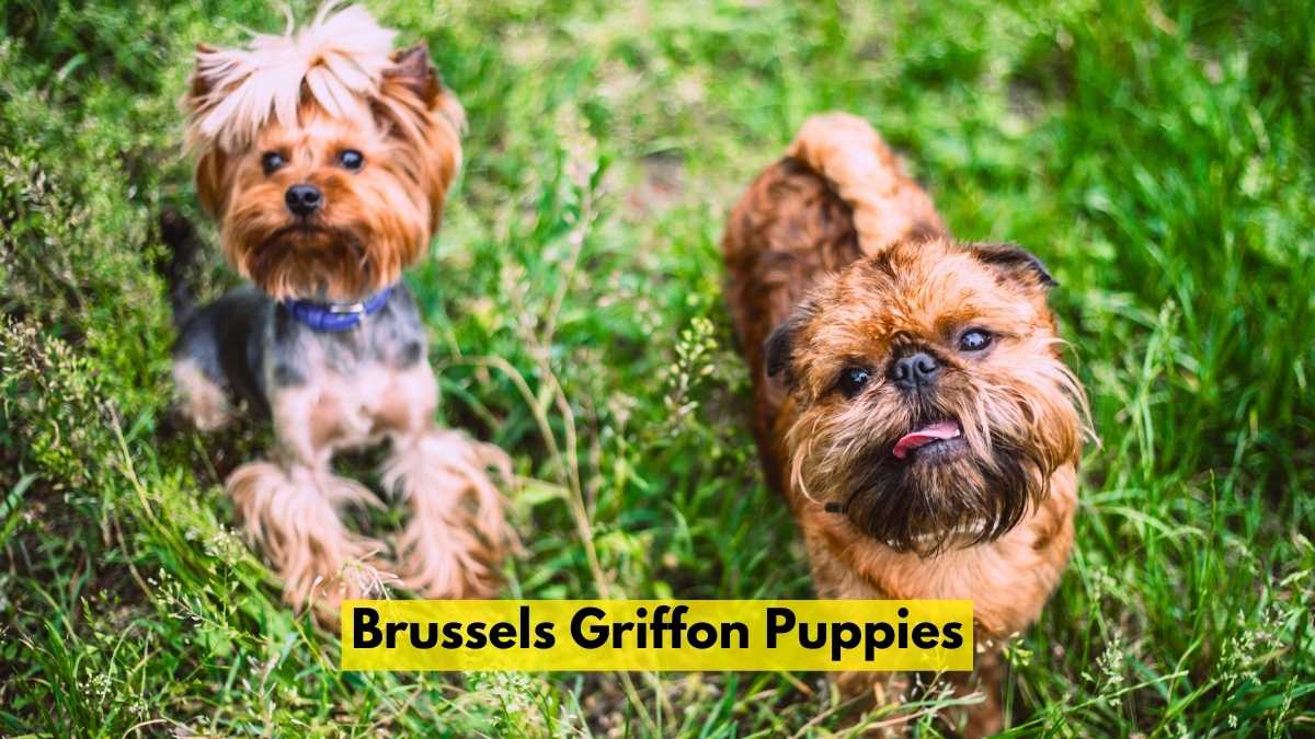 Brussels Griffon Puppies