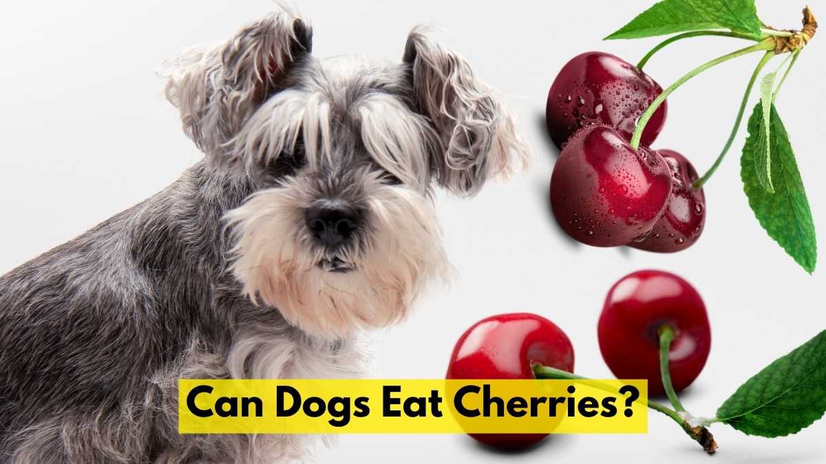 Can Dogs Eat Cherries