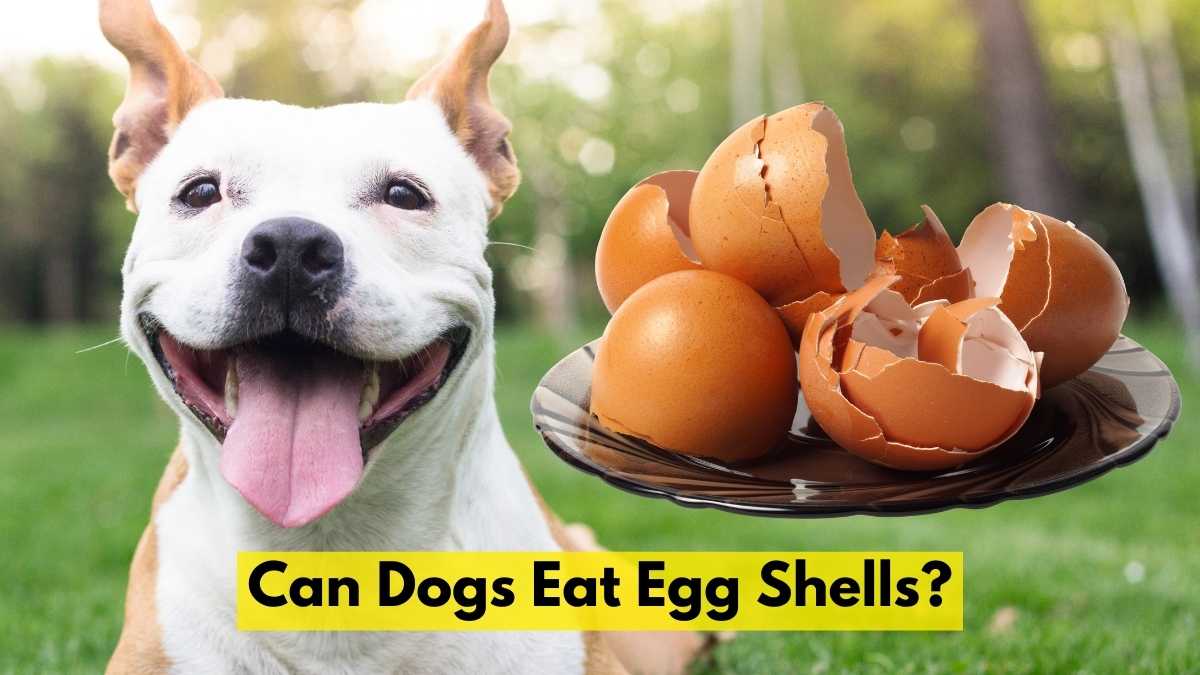 Can Dogs Eat Egg Shells