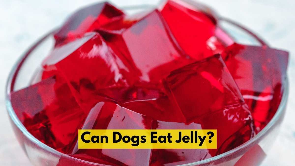 Can Dogs Eat Jelly