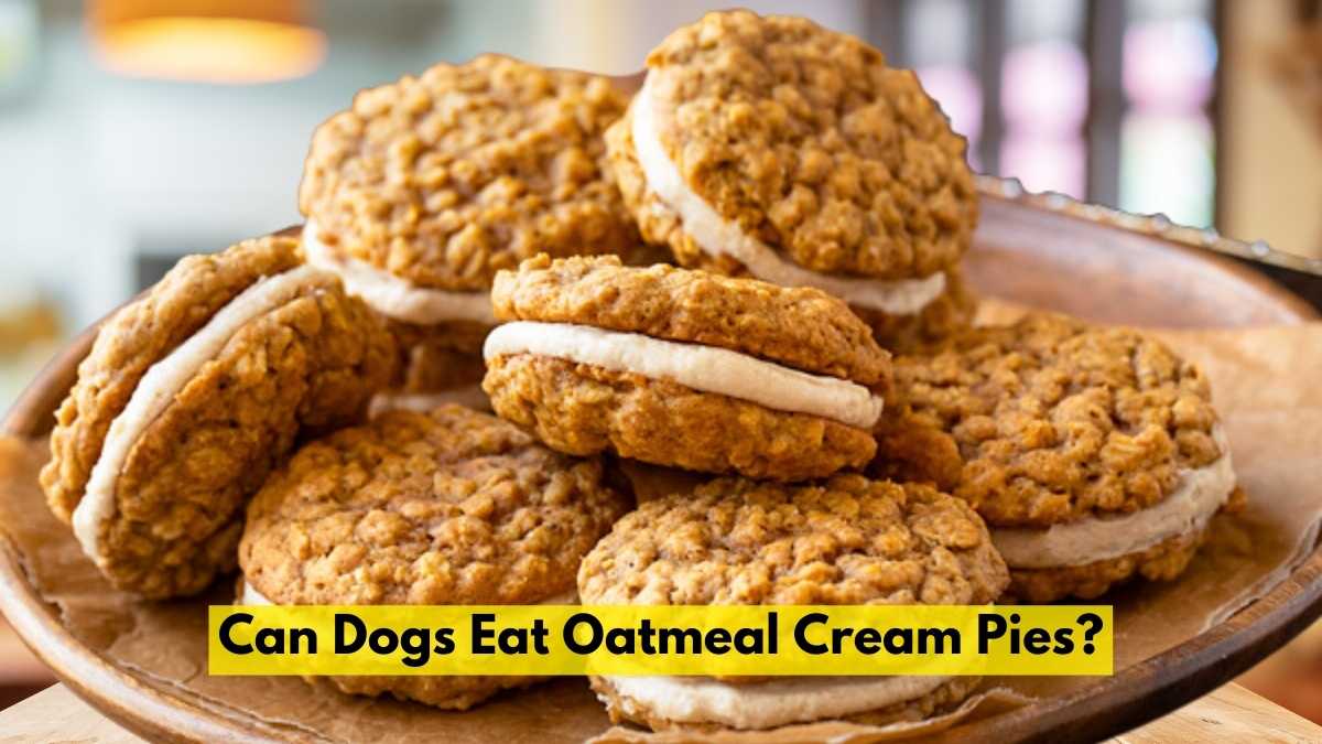 Can Dogs Eat Oatmeal Cream Pies