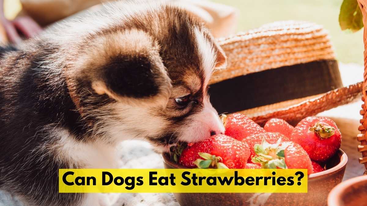 Can Dogs Eat Strawberries