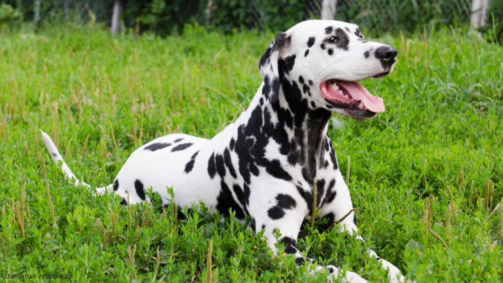 Dalmatian vs Labrador