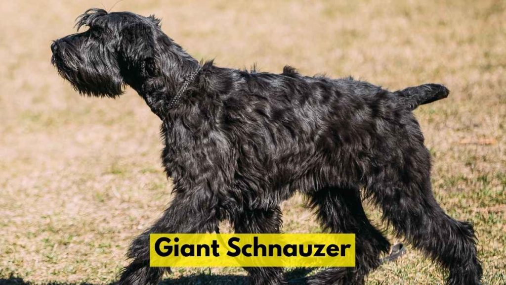 Giant Schnauzer