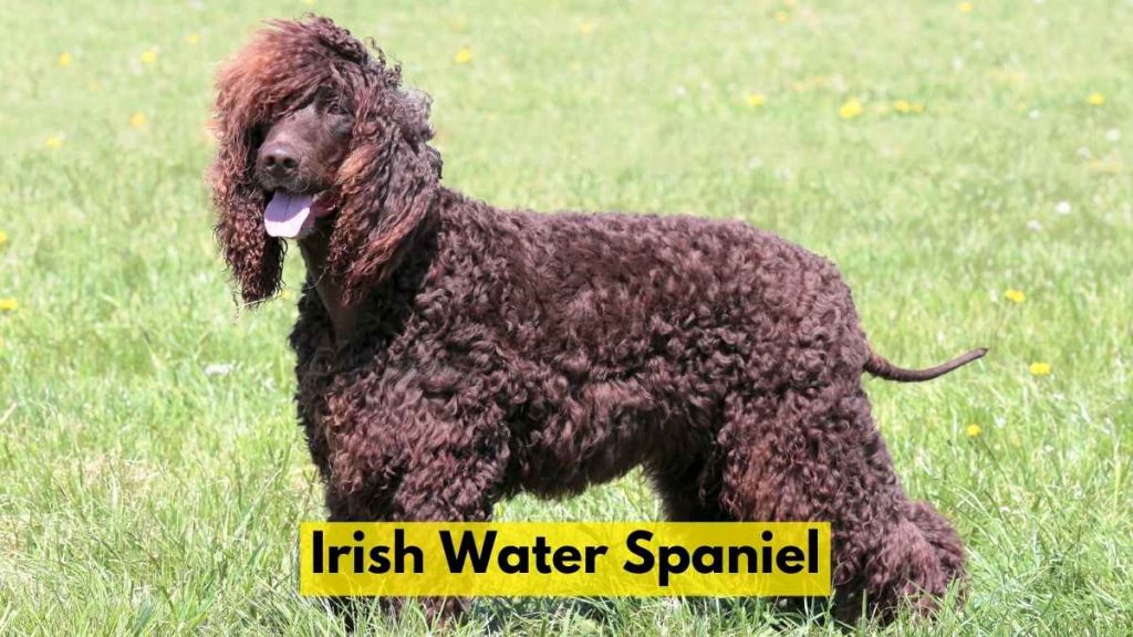 Irish Water Spaniel