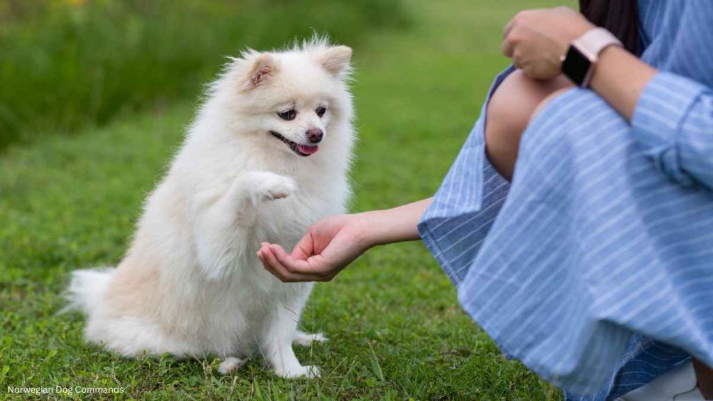 Norwegian Dog Commands