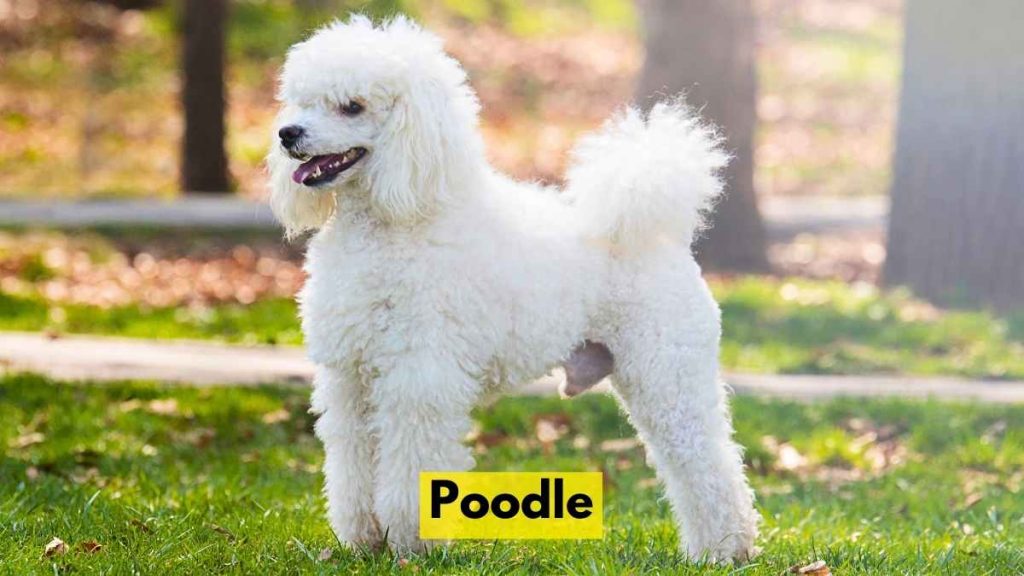 Poodle