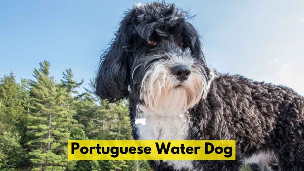 Portuguese Water Dog