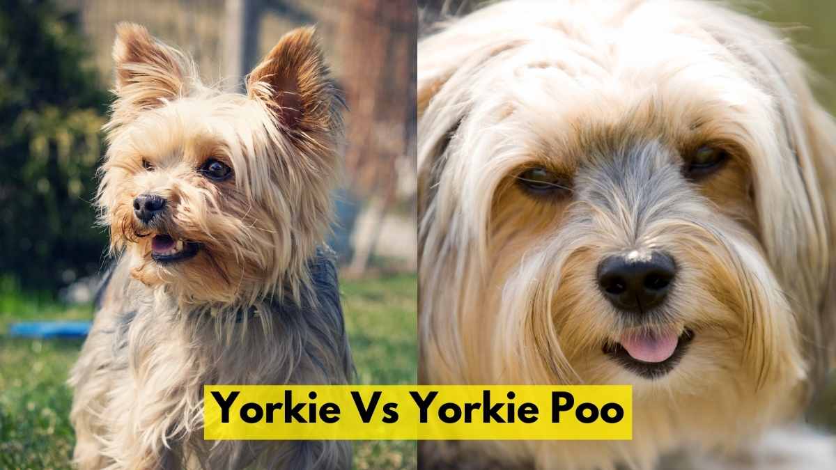 Yorkie Vs Yorkie Poo