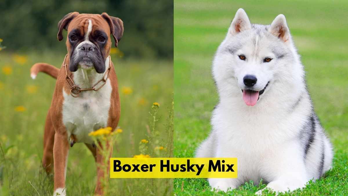 Boxer Husky Mix