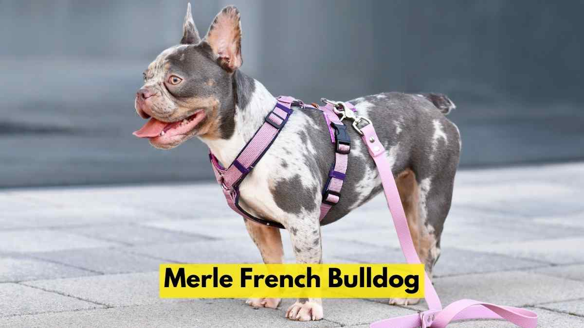 Merle French Bulldog