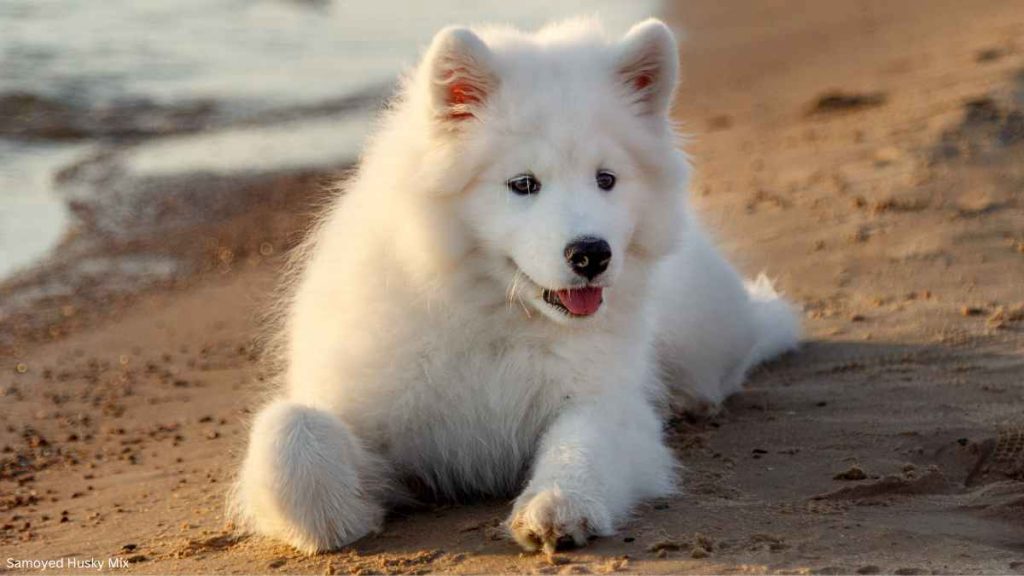 Samoyed Husky Mix