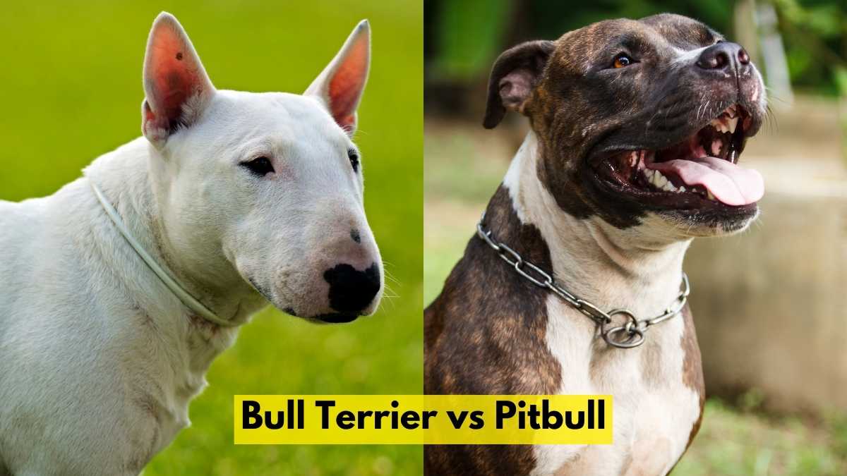 Bull Terrier vs Pitbull