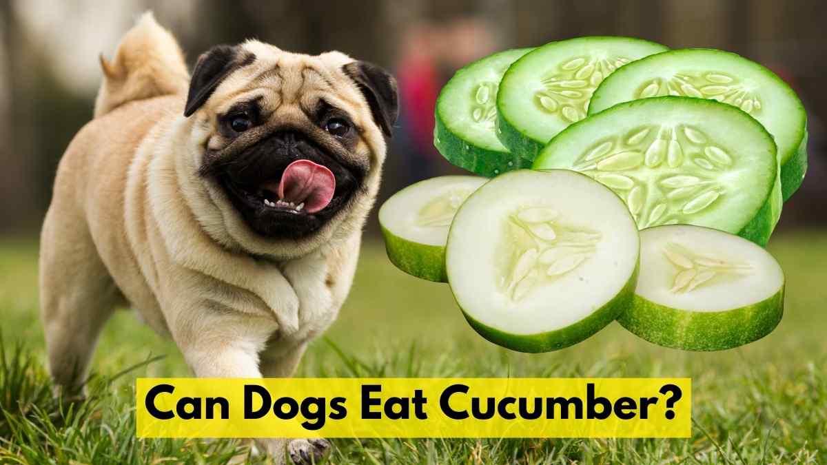 Can Dogs Eat Cucumber