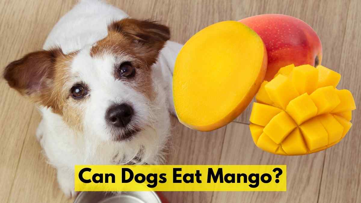 Can Dogs Eat Mango