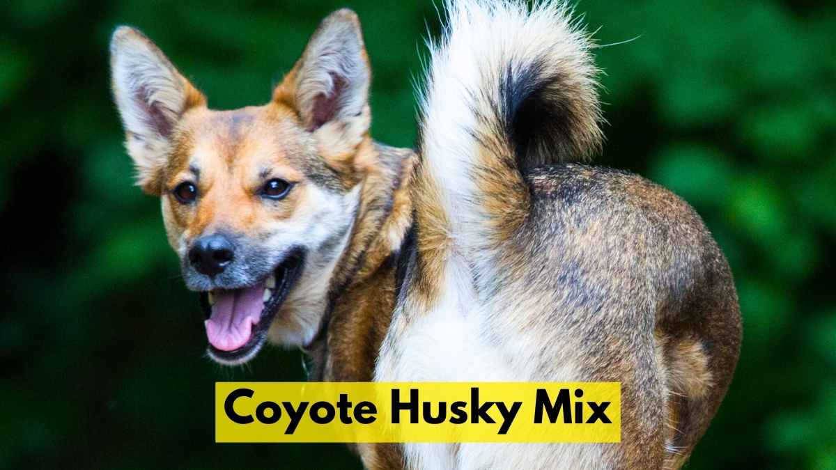 Coyote Husky Mix