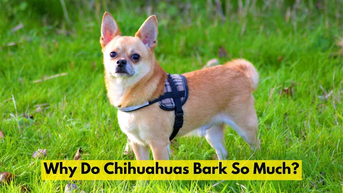 Why Do Chihuahuas Bark So Much