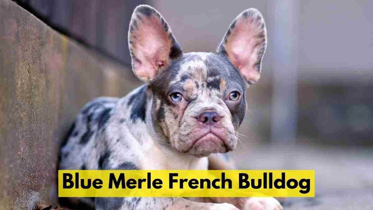 Blue Merle French Bulldog